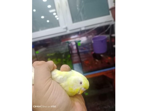 Prehistoricpets Garantisi İle Muhabbet Kuşları