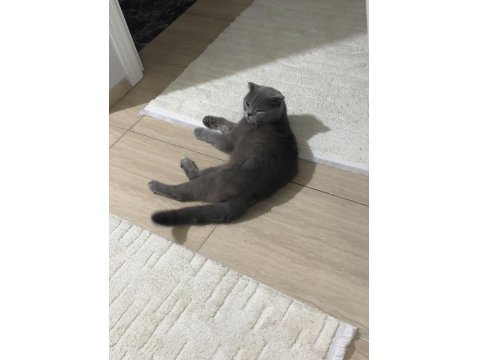 Ücretsiz Sahiplendirme Scottish Fold Kedimiz