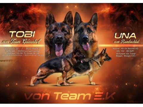 3 Aylık Şecereli Aşıları Tam Alman Kurdu Yavrular