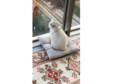 5 Yaşında British Shorthair Ücretsiz Sahiplendirme