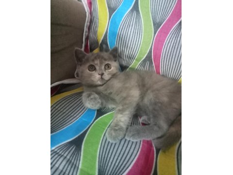 British Yavru Kediler