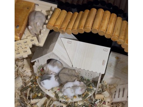Hamster Yavrularımıza Yuva Arıyoruz