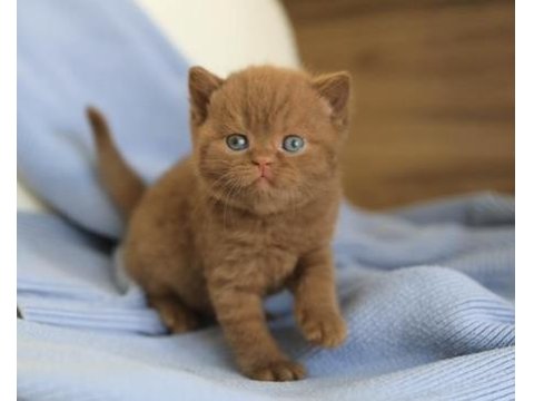 Minik Çikolata Topu Chocolate British Shorthair Yavrumuz
