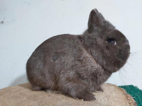 İstanbul Tavşan Üreticisi