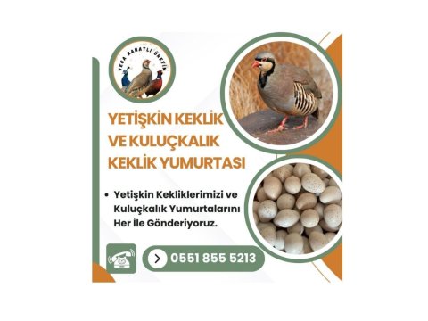 Yetişkin Kınalı Keklik Ve Yumurta