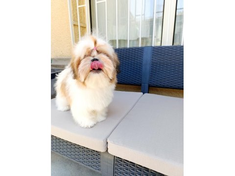 Eşsiz Güzellikte Shih Tzu Yavruları