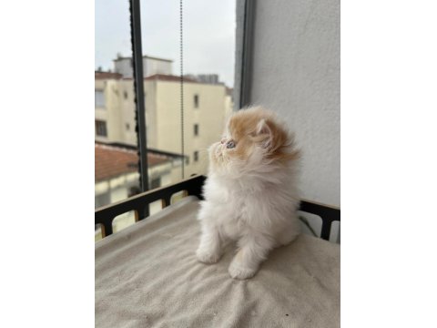 Çok Sıcak Kanlı Saf Irk Persian