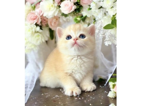 Lisanslı Üretim Evinden British Shorthair Golden