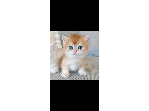 Çek Bebeksi Tenimi Çek Golden British Shorthair