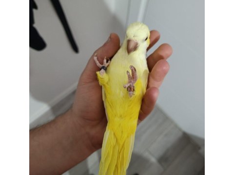 Monk Keşiş Papağanı Lutino Göz Mutasyon Sarı 2 Yaşında
