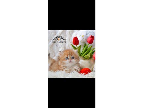 Altın Saçlı Golden British Longhair Ny12