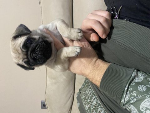 Erkek Pug Mops