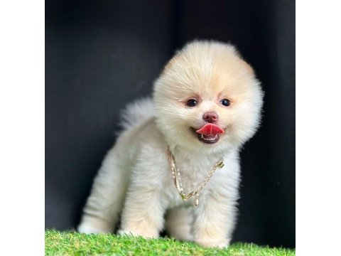 Safkan Pomeranian Boo Yavru Köpekler