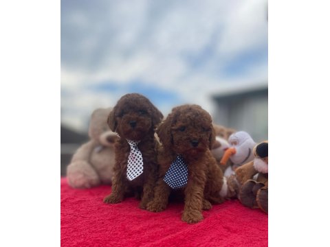 Safkan Irk Ve Sağlık Garantili Toy Poodle