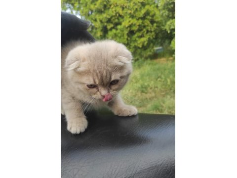 Scottish Fold Bebeklerimiz Teslime Hazırdır