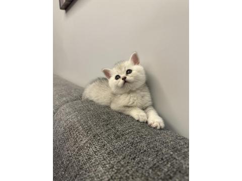 26 Temmuz Doğumlu Üç Yavru Kediler