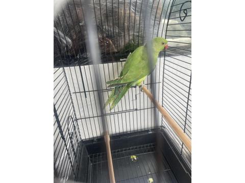 2 Yaşında Dişi Pakistan Papağanı