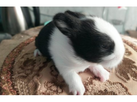 Cüce Tavşan 20 Günlük