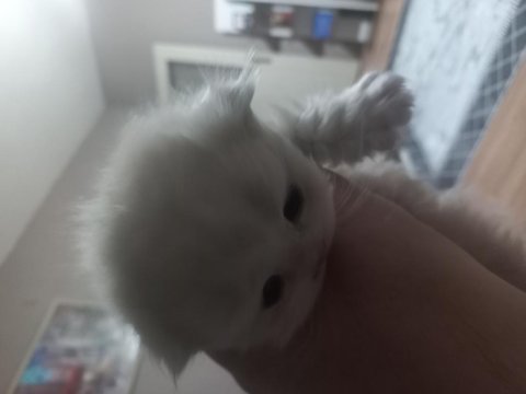 Bal Köpüğü Scottish Fold