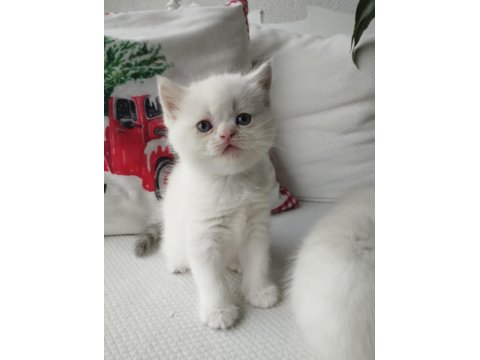 Tatlış Yavru Kedilerim Yeni Sahiplerini Heyecanla Bekliyor