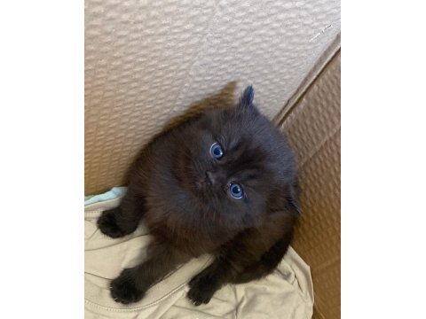 Chocolatecolor British Yavru Dişi