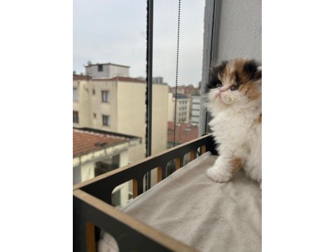 Şeker Gibi Calico Dişi Persian