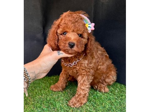 Safkan Toy Poodle Yavrularımız