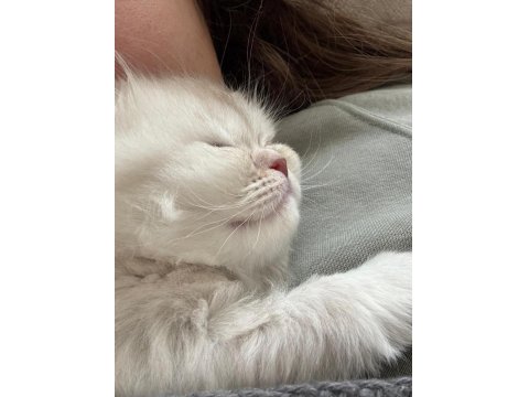 British Longhair Bebeklerimize Yuva Arıyoruz