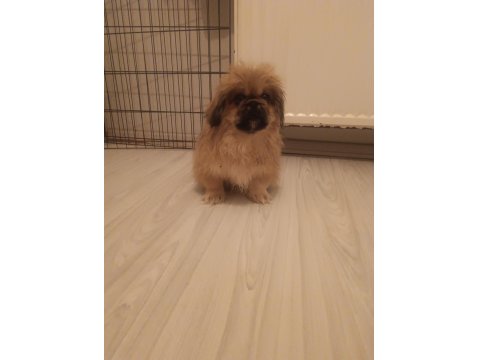 İmperial Yavrumuz Yeni Yuvasını Arıyor