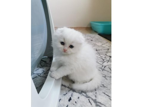 Dişi Kedimize Yuva Arıyoruz