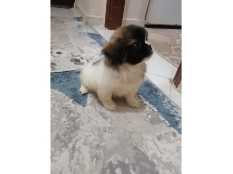 Pekinez Dişi Yavrumuz