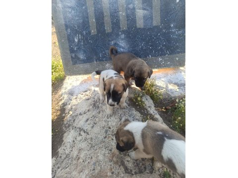 Üst Düzey Yavru Kangal Köpekleri