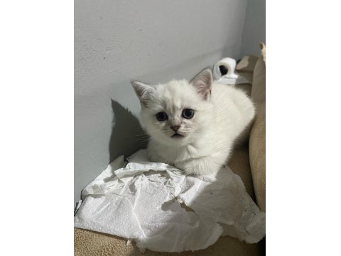Dünya Güzeli British Shorthair Kediler