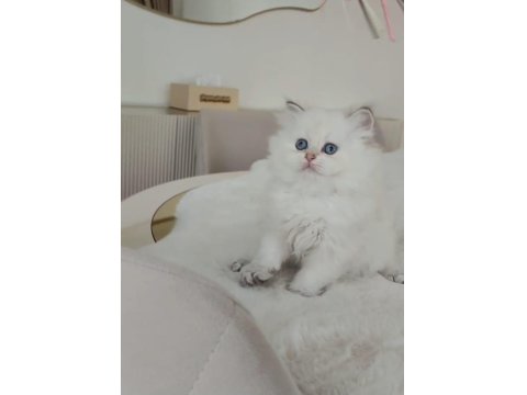 Harika Renk British Longhair Bebekler