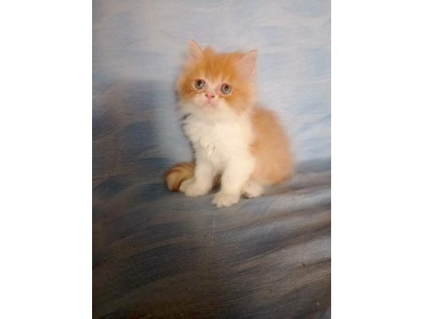 26 Temmuz İran Kedisi Yavru Kedilerim