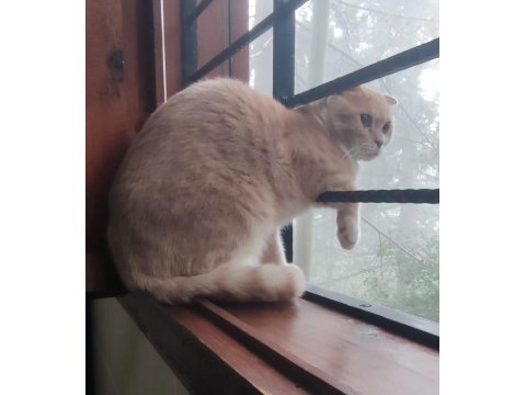 Kedimiz Fındık Sahibini Arıyor