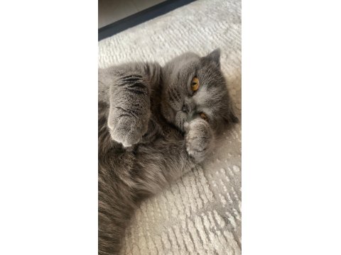 Acil Ücretsiz Sahiplendirme British Shorthair