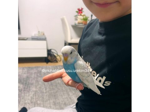 Çocuklar İçin Sağlıklı Tertemiz Muhabbet Kuşları