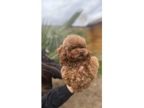 Özel T-Cup Dişi Poodle - Teddy Face 1,5 Kg