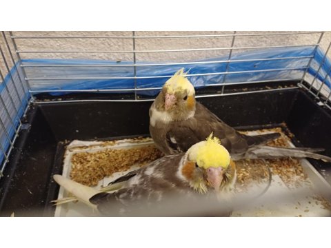 El Besleme Sultan Papağanı