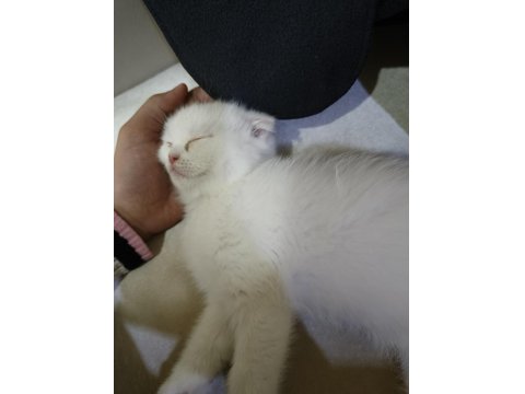 Oyuncu Scottish Kediler