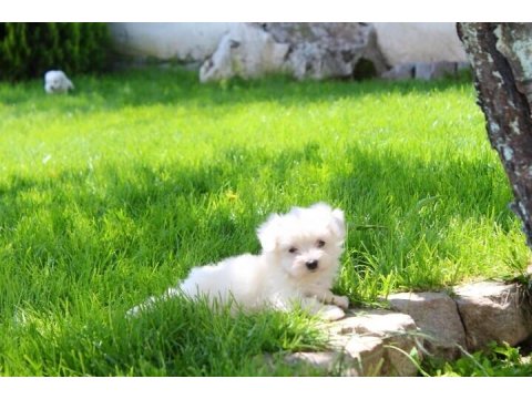 T-Cup Maltese Terrier Yavrularımız