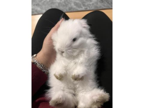 Hollanda Lop Tavşanı