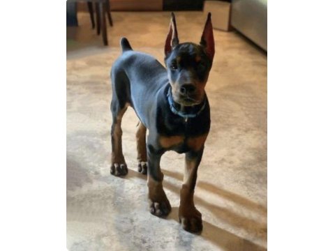 Sağlık Ve Irk Garantili Dobermanlar