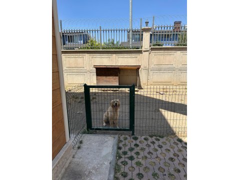 Golden Retriever Cinsi Sevimli Kızımıza Yeni Bir Yuva Arıyoruz