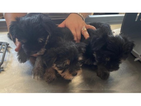 Harika Formatta Yorkshire Yavrular Hepsi Erkektir