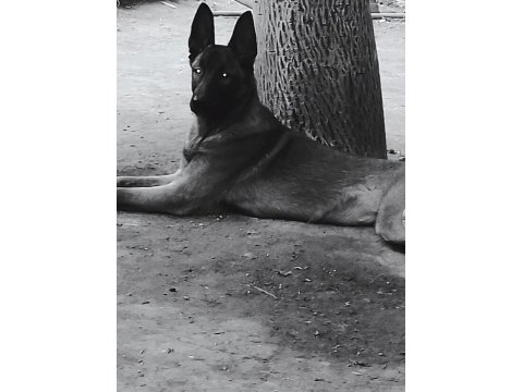 Kalite Karakter Mükemmel Nokta Belçika Kurdu