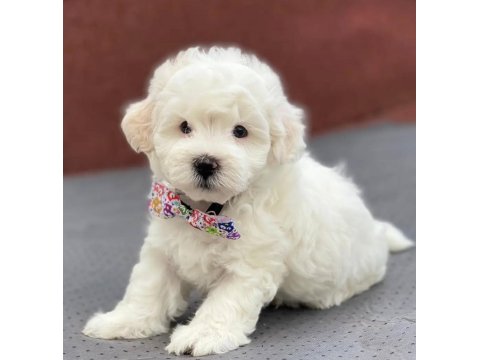 Ev Doğumlu Maltese Bebekler