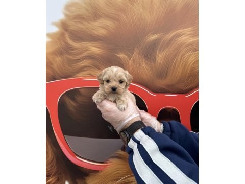 Babyface Maltipoo Yavrularımız