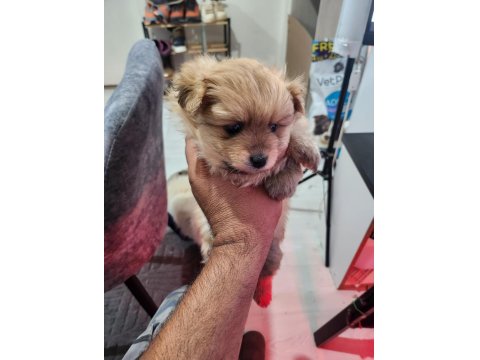 Rezerveye Açık 2 Dişi Köpeğimiz